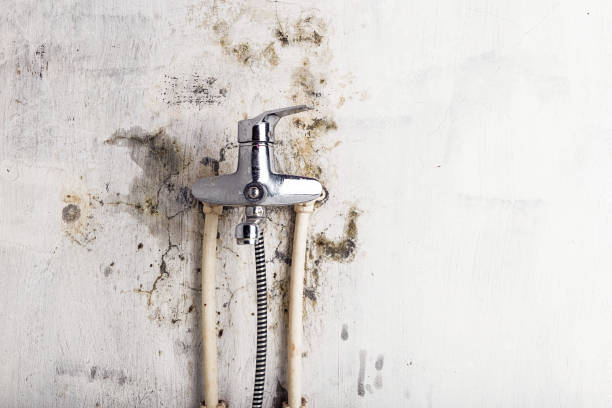 Best Localized Mold Remediation (e.g., coastal areas, humid climates) in Neodesha, KS
