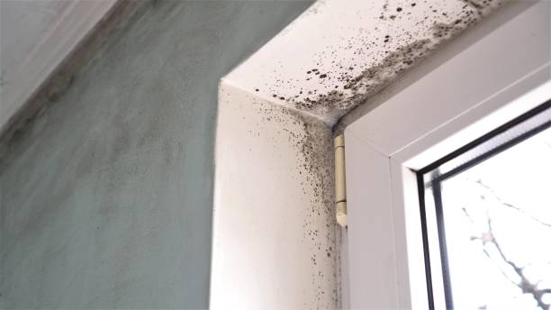 Best White Mold Remediation in Neodesha, KS