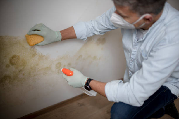 Best Attic Mold Remediation in Neodesha, KS