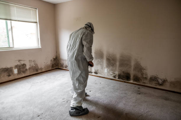 Best Commercial Mold Remediation in Neodesha, KS