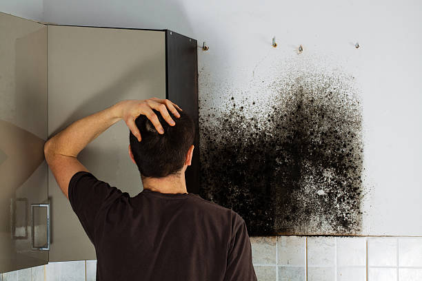 Best Industrial Mold Remediation in Neodesha, KS