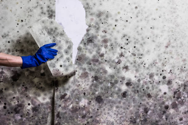 Best Emergency Mold Remediation in Neodesha, KS