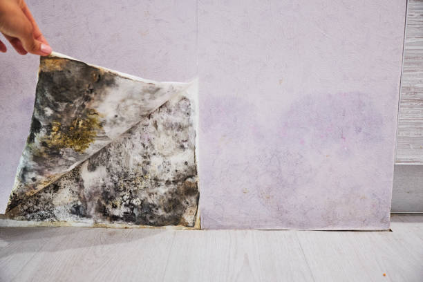 Best Kitchen Mold Remediation in Neodesha, KS